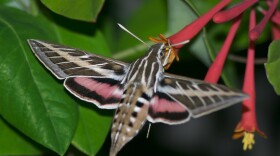 A White-lined sphinx moth behaves like a hummingbird as it hovers near flowers. During springtime these moths can be found in particular parts of San Diego County.