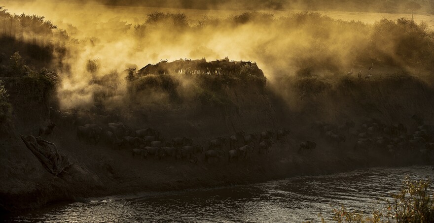 Herds of wildebeest at dawn crossing the Mara River. Maasai Mara National Reserve, Kenya.