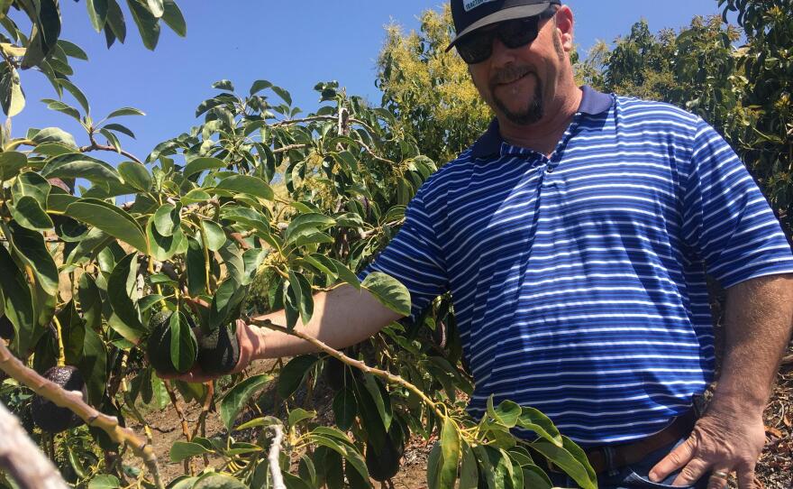 Jon Stearns says that as an avocado grower, he hopes new varieties come on the market.