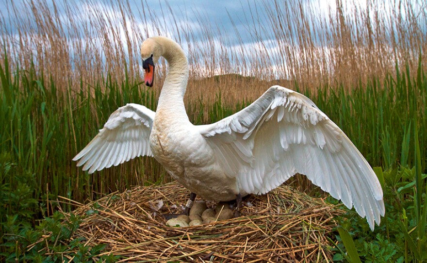 Male swans often do some of the incubation, but not as much as the females because female swans have a centrally heated brood patch on their bellies.