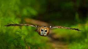 A tawny owl in flight.