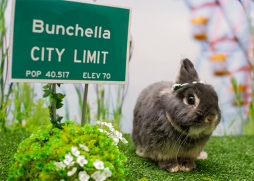 Bunnyfest