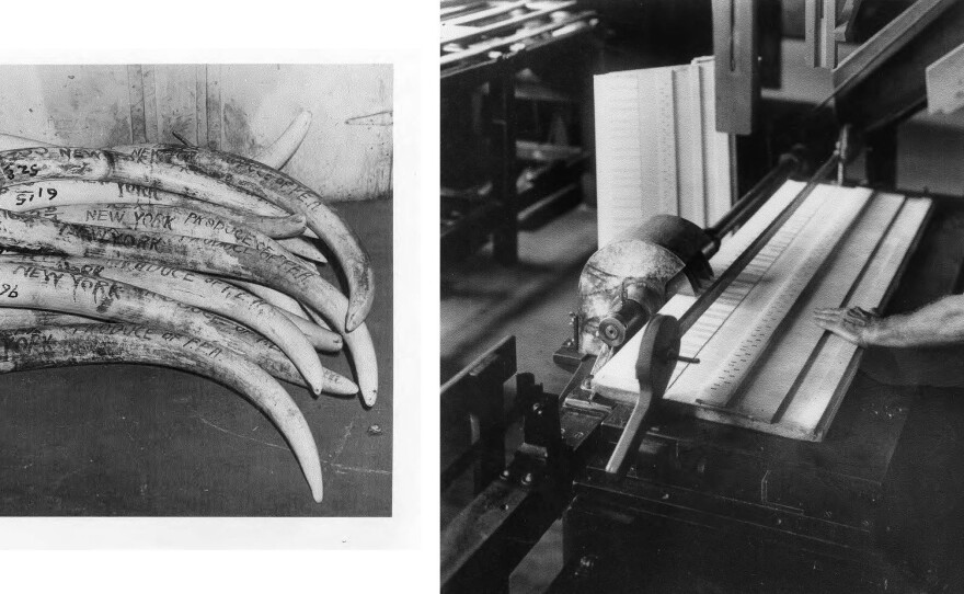 (Left) Ivory tusks at Pratt, Read, imported from Portuguese East Africa, now Mozambique, 1950. (Right) A Pratt, Read worker uses a five-bladed circular saw to cut ivory for a piano keyboard in the 1920s.