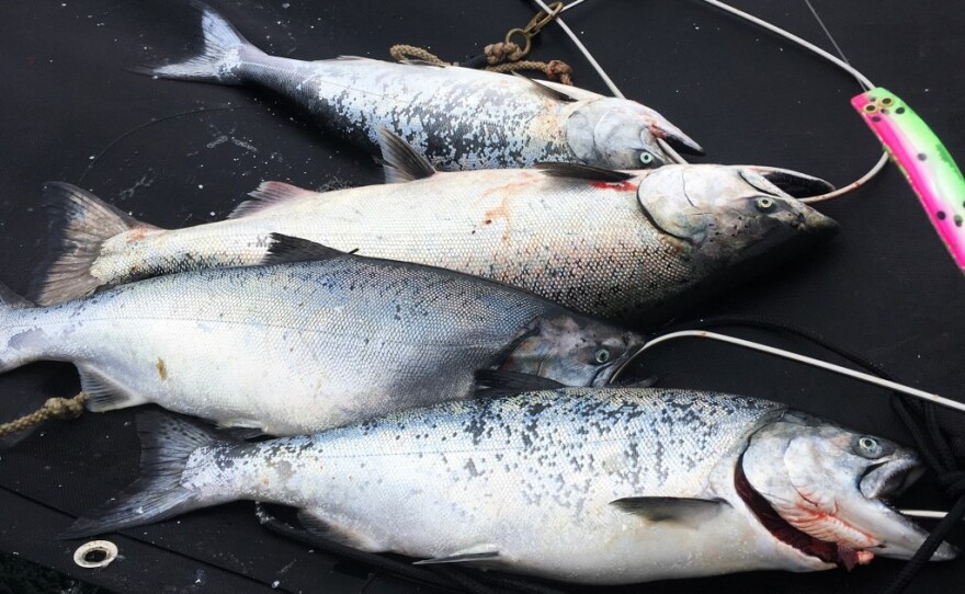 Chinook salmon caught by two recreational anglers off the San Mateo County coastline in 2017.