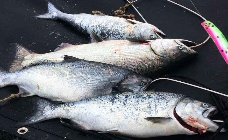 Chinook salmon caught by two recreational anglers off the San Mateo County coastline in 2017. 