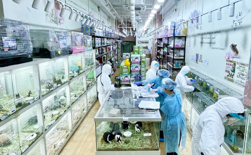 Staff members of Hong Kong's Health Department collect samples at a pet store in January. Authorities linked at least 3 cases of COVID to infected hamsters.