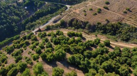 Some Jennifer &amp; Kurt Bantle's avocado orchard in Fallbrook is shown in this undated photo.