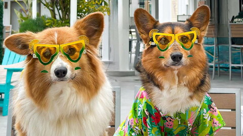 Yappy Hours