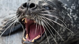 Filou worked with scientists for two years to help them test a theory about how harbor seals use their whiskers to hunt.