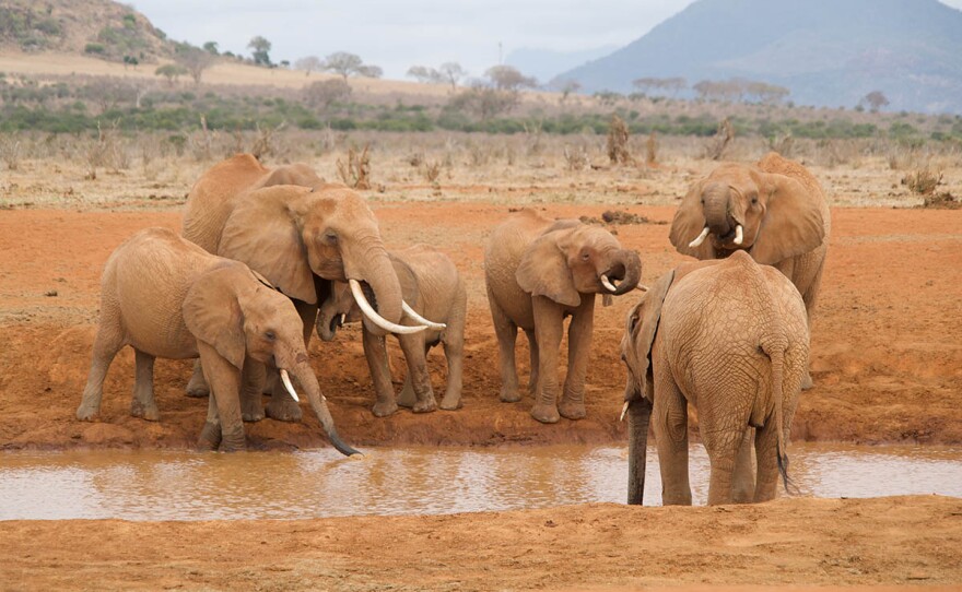 Elephants herd bathing in Kenya.