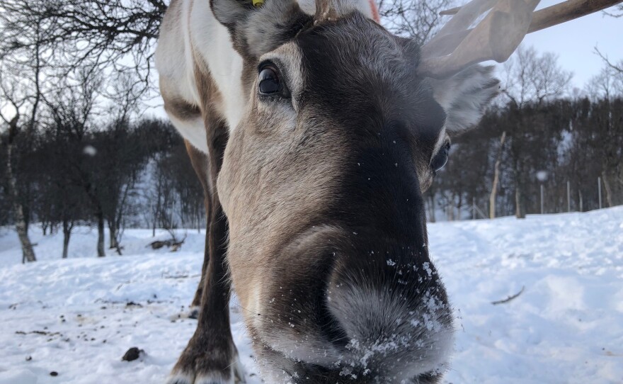 Scientists measured the brainwaves of cud-chewing reindeer, and found that they are similar to those of deep sleep.