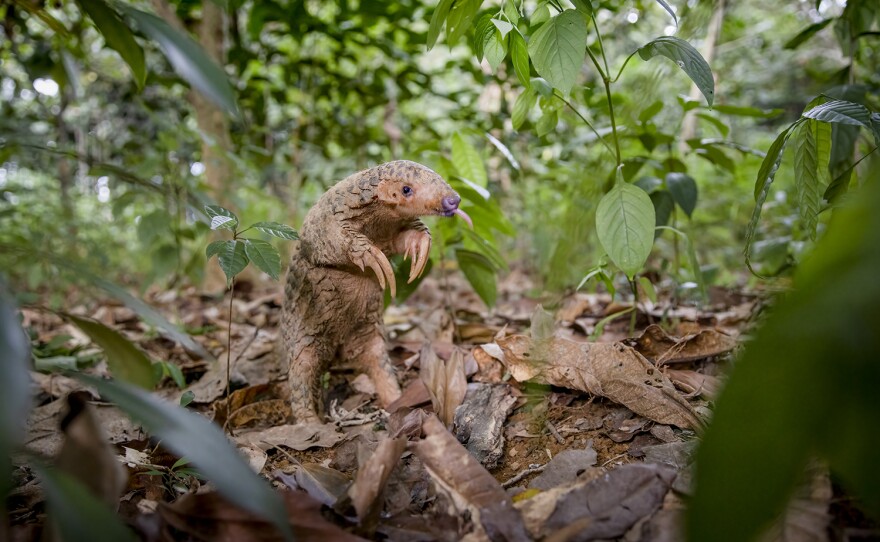 In Taiwan, a Formosan pangolin travels through a land of giants to find a mate in a protected forest.