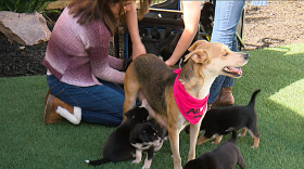 Lizarraga children help unload 12 foster puppies from their wagon under the watchful eye of their mama, Donut (center), in El Cajon, Calif. on Dec. 2, 2024.