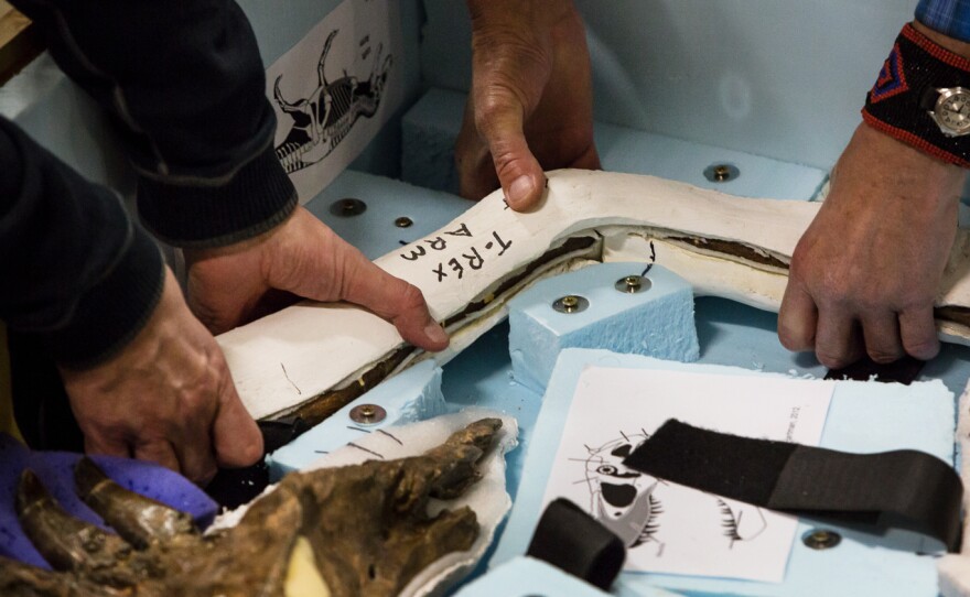 An arm bone of the Wankel T. rex is packed up at the Museum of the Rockies in Bozeman, Mont., on April 10.