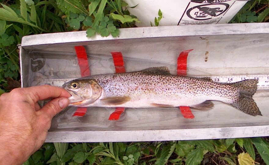 The red mark beneath the gills of this hybrid trout is fainter than in the cutthroat, and its spots are more broadly distributed.