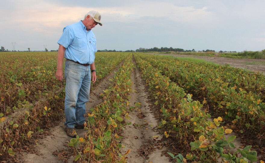 Arkansas farmer David Wildy inspects a field of soybeans that were damaged by dicamba in 2017.