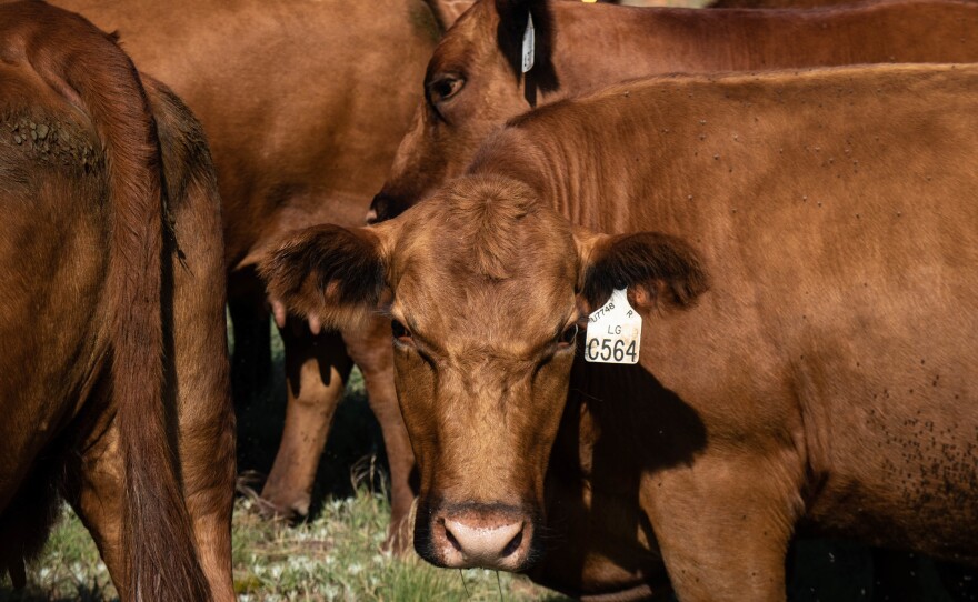 A small herd waits for a handout of cattle cake — a high-protein food pellet — at B&L Red Angus.