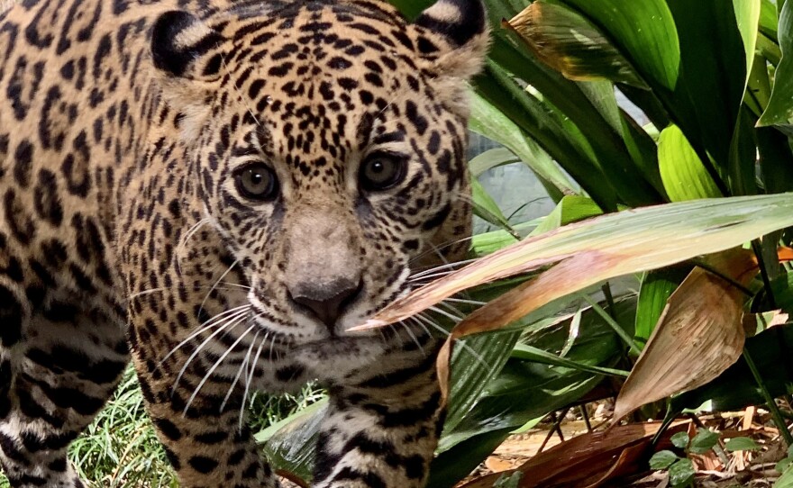 The 7-month-old cub arrived at the New Orleans Audubon Zoo on Oct. 14. Officials said they are waiting to learn more about her personality before giving her a moniker.