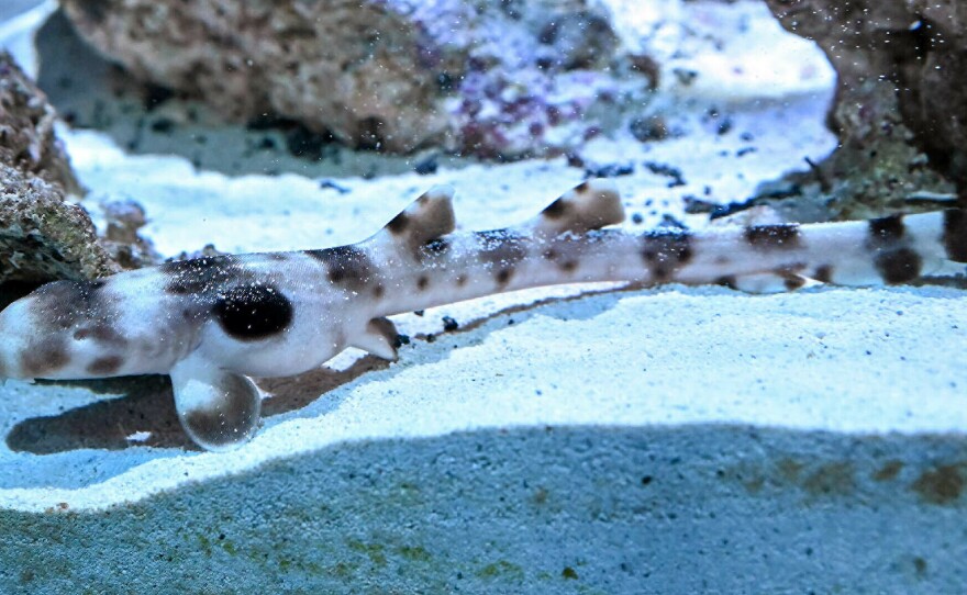 An epaulette baby born through parthenogenesis is now 2 months old. It recently went on display in the Brookfield Zoo's Living Coast exhibit.