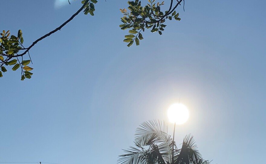 Sun shining through a palm tree in this undated photo.