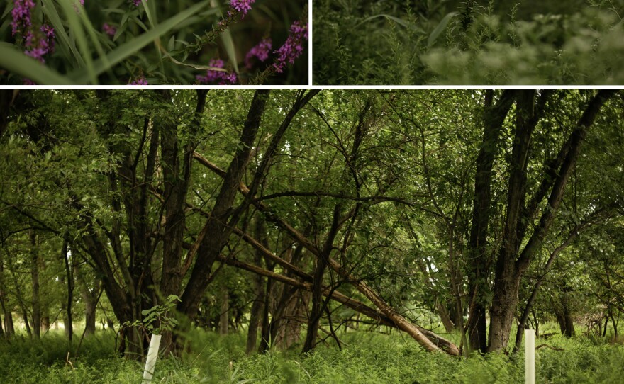 The town of Woodbridge, N.J., has removed homes from some parts of town that frequently flood. Today, where houses once stood, there is a wilderness trail. The open space allows water to spread out after big storms without damaging homes.