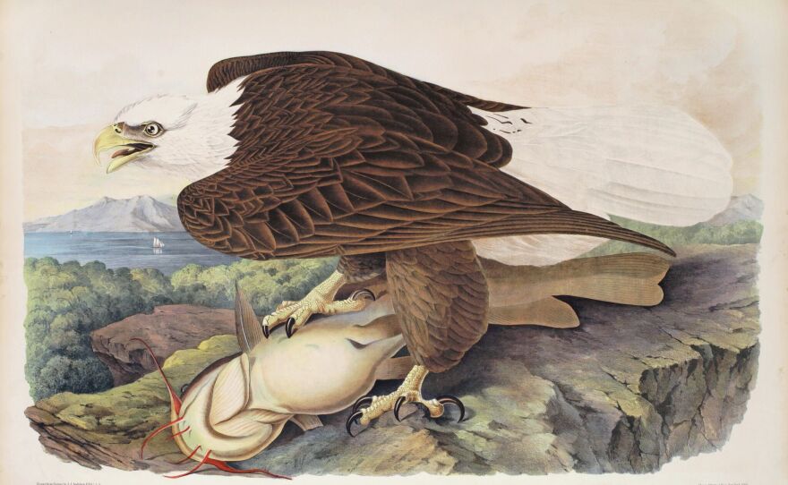 An Illustration of an eagle by John James Audubon, part of the upcoming exhibit on "citizen scientists" at the San Diego Natural History Museum.