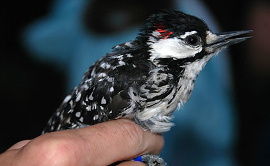 The red-cockaded woodpecker has been listed as endangered for more than half a century.