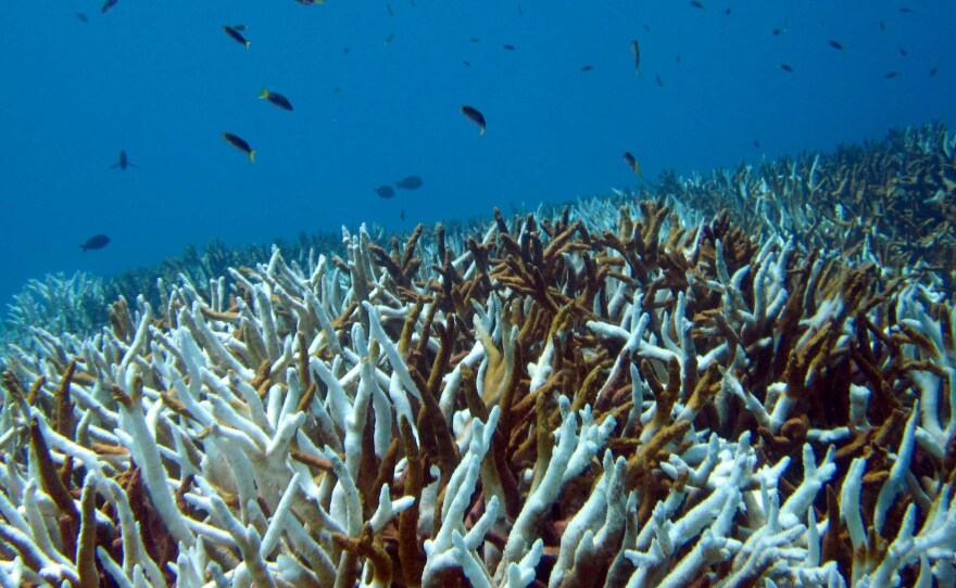 Scientists expect increasing marine heat waves to cause coral bleaching, which can result in reefs dying off.