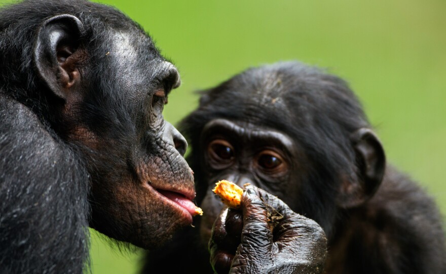 A 17-year-old male bonobo eats while his son watches in the Lola Ya Bonobo Sanctuary, Democratic Republic of Congo.