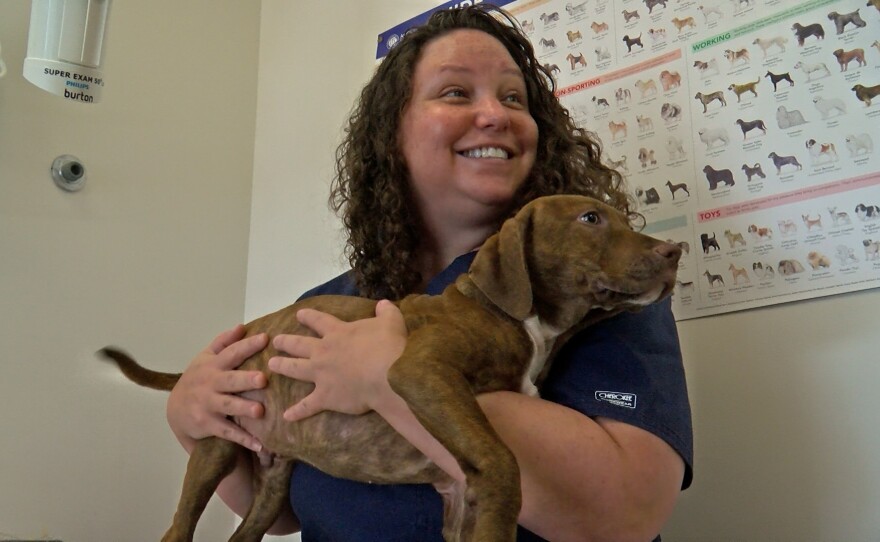 Woodward Veterinary Technician Breanne Sneddon is shown examining one of the dogs from Hawaii at the Helen Woodward Animal Center on August 24, 2023.