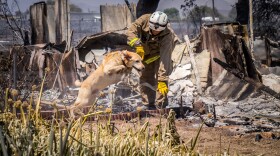 A San Bernardino Fire Department firefighter works with a cadaver dog searching the ruins for anyone who may have been overrun by the flames of a wildfire along State Route 138, in Phelan, Calif., Wednesday, Aug. 17, 2016. 