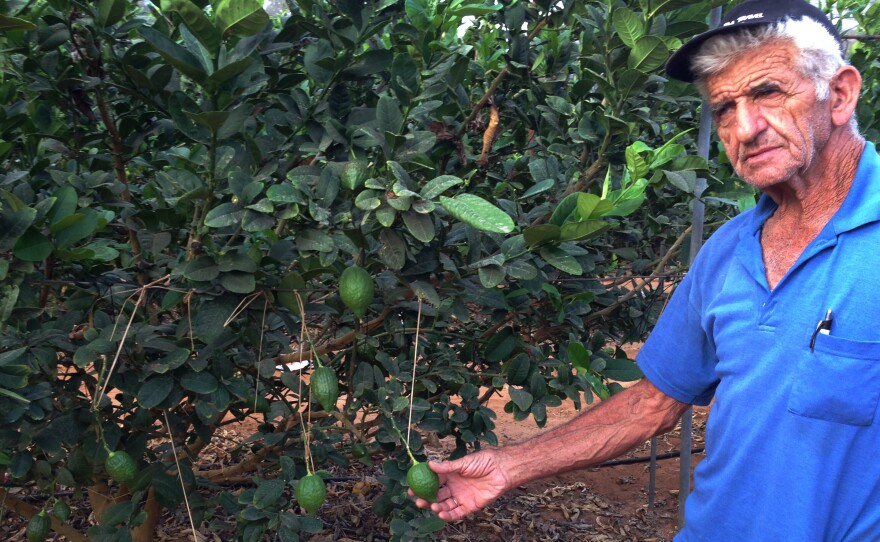 Israeli farmer Arieh Antman has been growing the labor-intensive etrog for decades. Leaves must be tied away from the fruit so their serrated edges won't mar the etrog skin.