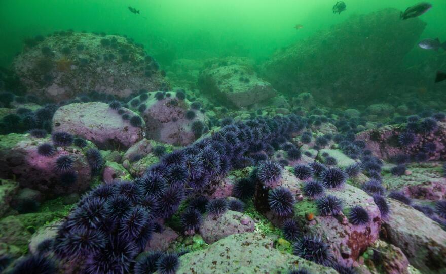Purple sea urchins, in an undated photo, carpet the seafloor in this urchin barren.
