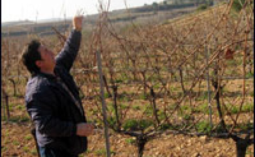 Pages shows how he's letting his vines grow higher to create more shade. The Penedes region has been getting hotter and drier in recent years, forcing vintners to find ways of protecting grapes.