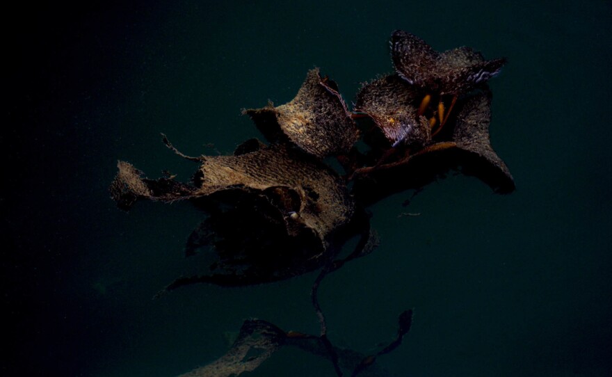 Macrocystis Pyrifera, also known as giant kelp is an essential part of the blue carbon system that sequestrates half of all carbon circulating through the ocean. It is under the threats of climate change. The climate conditions of Patagonia's unique fjord channel system provide refuge to this vital marine algae.