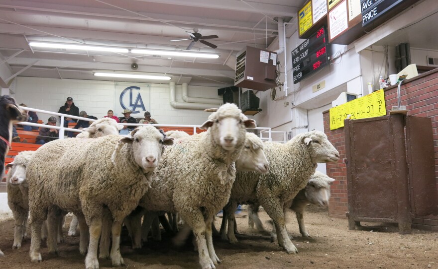 Each week the Centennial Livestock Auction in Fort Collins, Colorado sells sheep and goats to the highest bidder. Many of the animals end up in the meat departments of the Front Range's international and ethnic grocery stores.