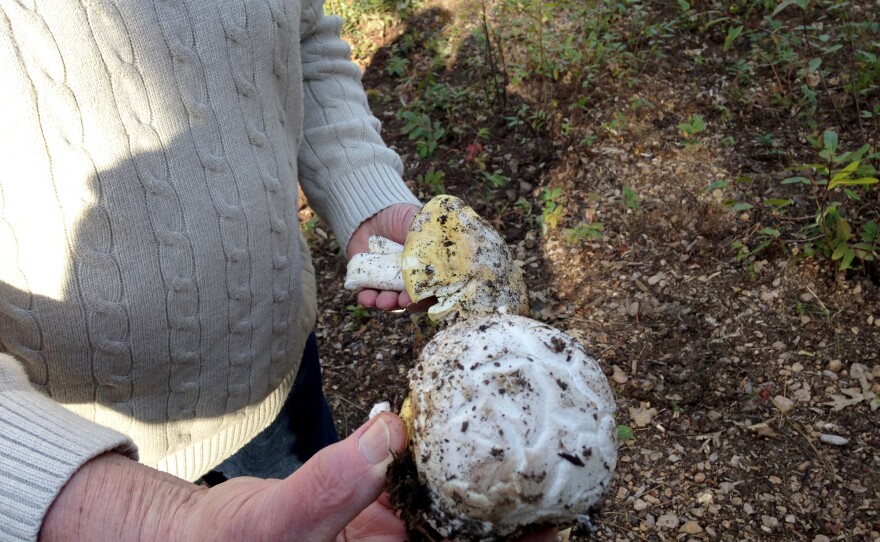 Romano Marcucci shows off the coccolis he unearthed.