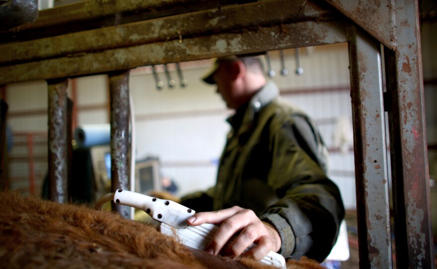 Craig Hays, a bovine ultrasound specialist from Maryville, Mo., runs the transducer over a bull's back.