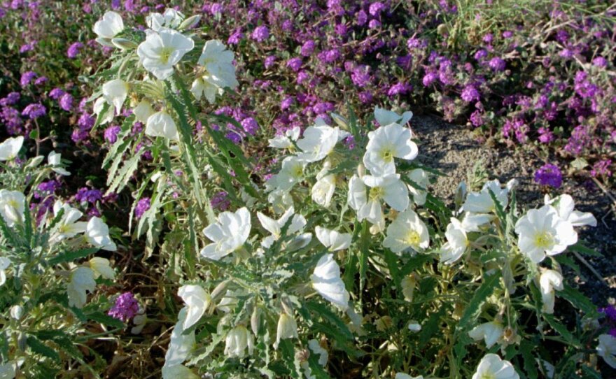 California has been so unseasonably wet, its deserts are experiencing a "super bloom." After years of drought, the desert is lush. A photo from 1998 shows how record rainfall then also turned Anza-Borrego Desert State Park in Southern California into a color rich desert.