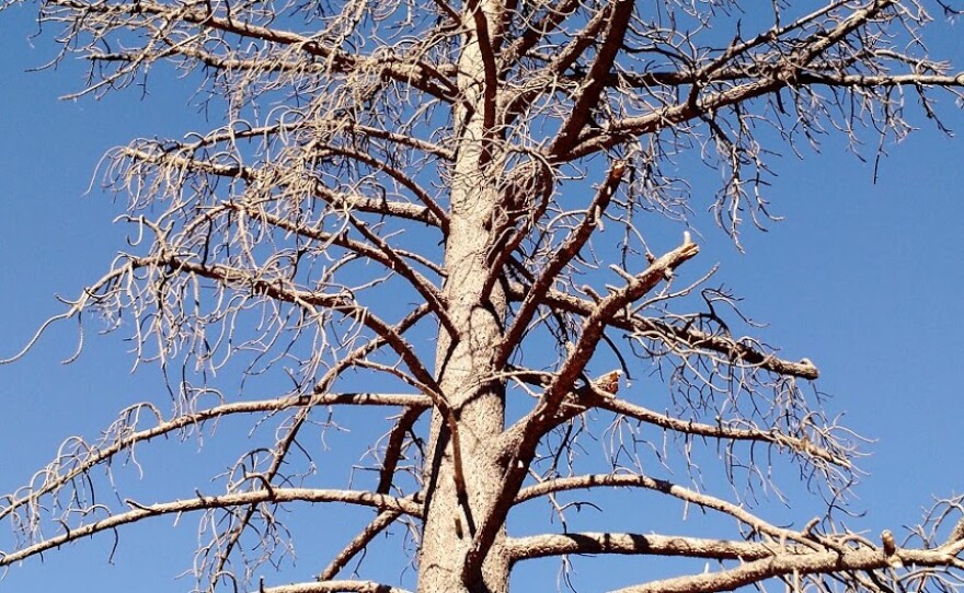 A tree survives stress on Mount Laguna in San Diego County, Sept. 9, 2016.