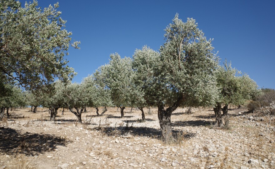 Olive groves at the foothills of Al Ghassaniyeh. Abdallah Ibrahim was able to harvest some of his olive trees this year, for the first time in 14 years, after reaching an agreement with the foreign fighters on his land.