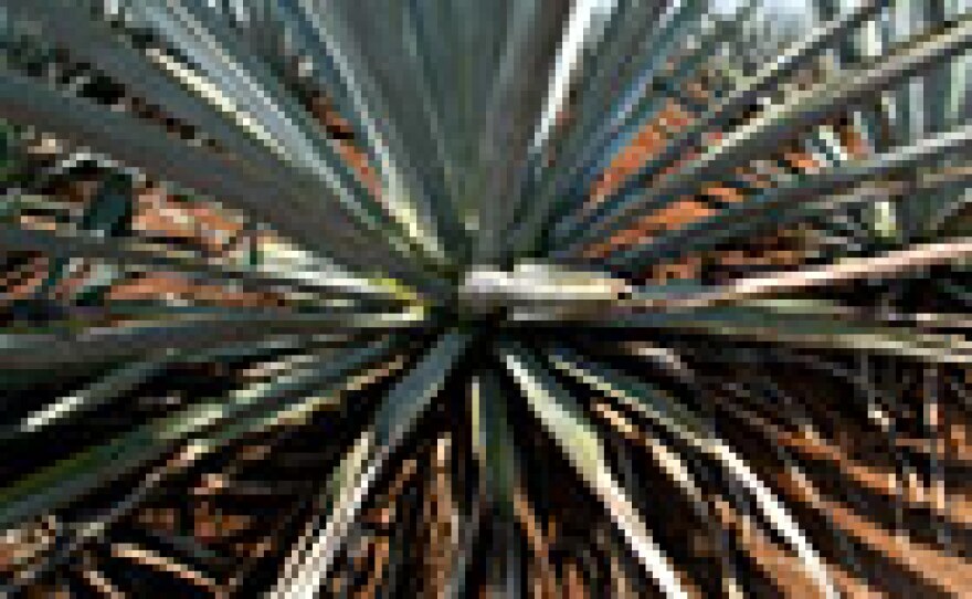 Indians in this region of Western Mexico harvested blue agave for centuries before the arrival of the Spanish. But these days 83 percent of the distilled liquor is trucked in bulk out of Mexico, to the United States, for bottling.