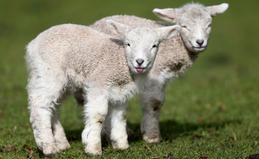 In New Zealand, sheep outnumber people 6 to 1.