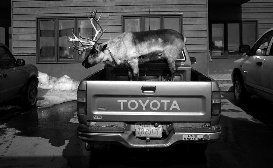 Velvet Eyes — a pet reindeer belonging to Carl Emmons — stands in the back of a pickup truck outside a market and gas station in Nome, Alaska. From the story "Dashing Through The Snow ... With A Reindeer In A Pickup Truck," 2013.