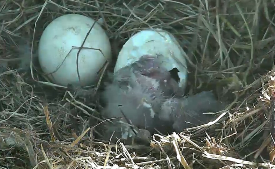 After much anticipation, an eaglet began emerging from its shell Friday morning.