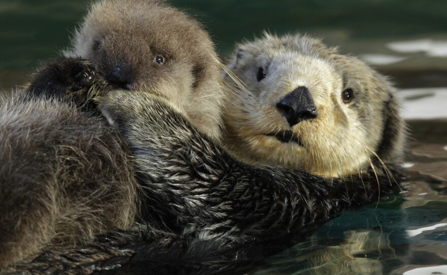 Sea otters are tourist magnets--and voracious eaters. Not everyone is happy about their comeback off the coast of British Columbia.