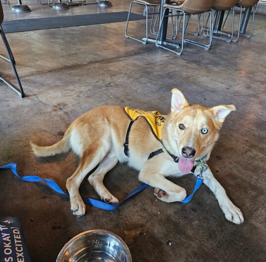 Tanner, a two-year-old Siberian husky mix shown in this undated photo, was described as “happy” and “curious” in his behavior memos. He was in the shelter for nearly all of 2024 and euthanized in November.