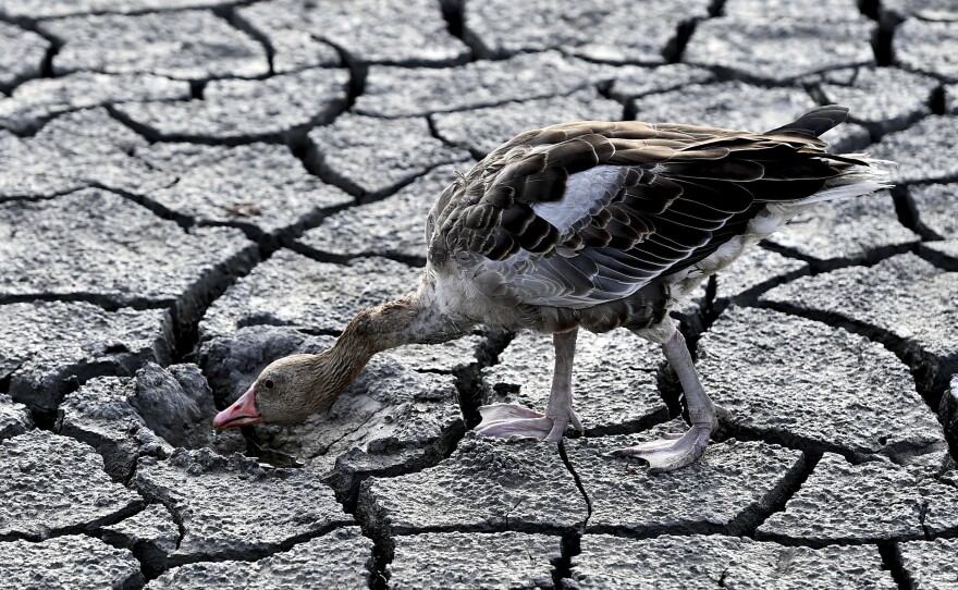 A goose looks for water in the dried bed of Lake Velence in Velence, Hungary, Thursday, Aug. 11, 2022.