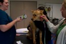 A dog named Quigley is shown, about to get microchipped at the San Diego Humane Society on June 29, 2023.
