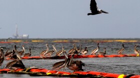 Pelicans rest on oil retention boom on July 25, 2010 near Grand Isle, Louisiana. BP CEO Tony Hayward will reportedly be replaced after numerous mistakes handling the Gulf of Mexico spill. 